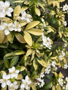 Choisya ternata ‘Sundance’