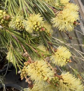 Callistemon (Melaleuca) pityoides ‘Corvallis’