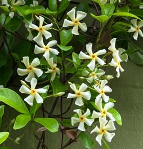 Trachelospermum mandianum