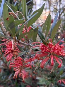 Grevillea x ‘Neil Bell’