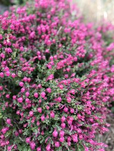 Scutellaria suffrutescens