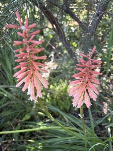 Kniphofia ‘Saffronvogel’