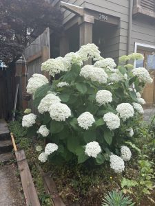 Hydrangea arborescens ‘Annabelle’