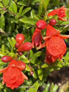 Punica granatum ‘Nana’