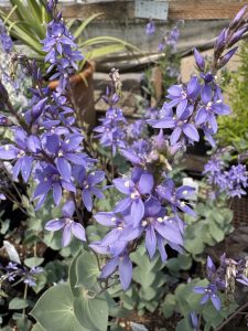 Parahebe perfoliata (Derwentia perfoliata)