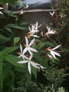 Gillenia trifoliata (Porteranthus)