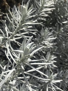Helichrysum thianshanicum