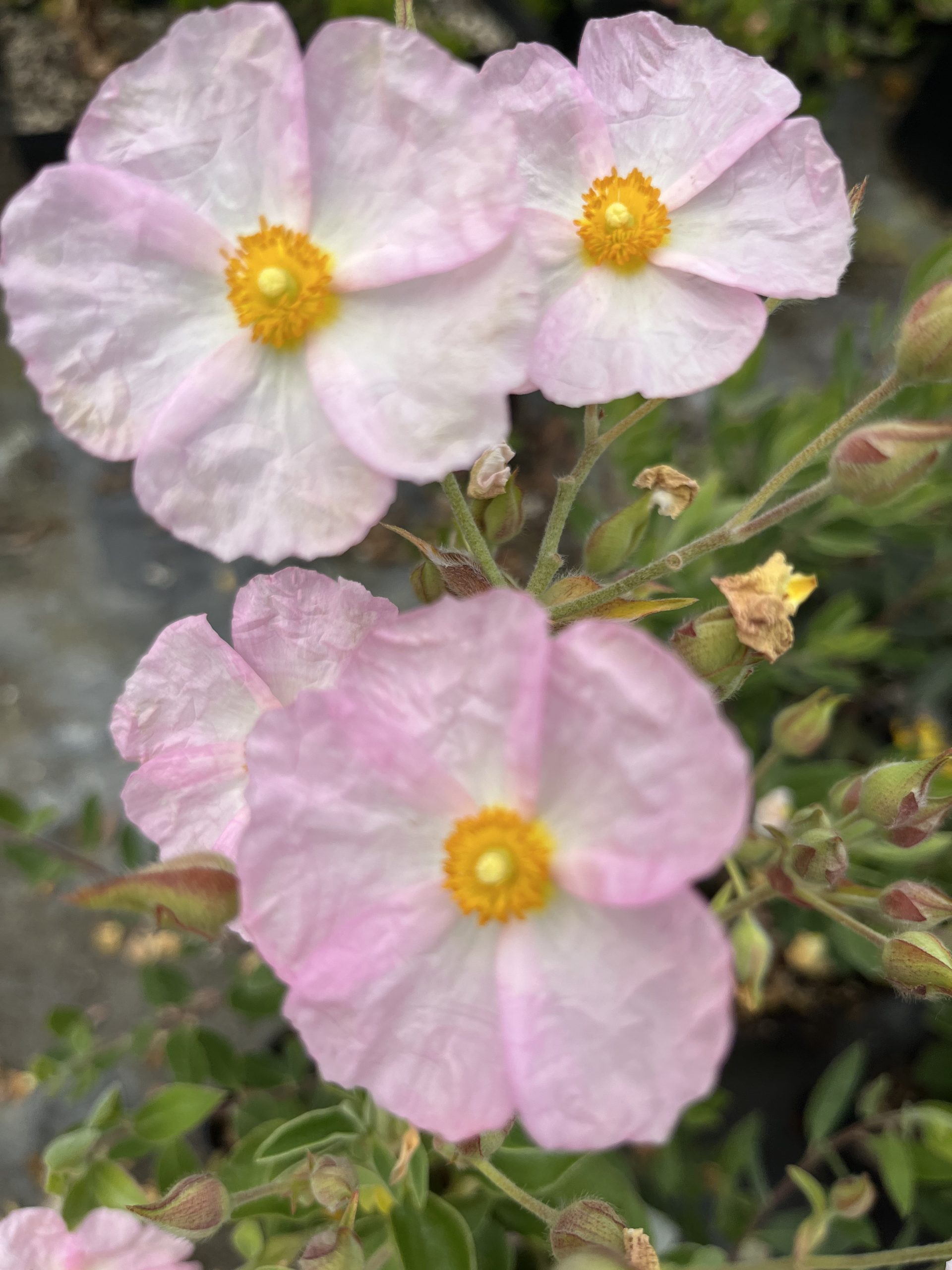 Cistus x pagei - Xera Plants