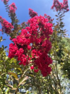 Lagerstroemia indica ‘PDX Red’