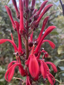 Lobelia tupa