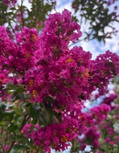 Lagerstroemia x fauriei ‘Zuni’