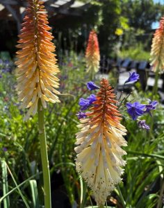 Kniphofia ‘Toffee Nosed’