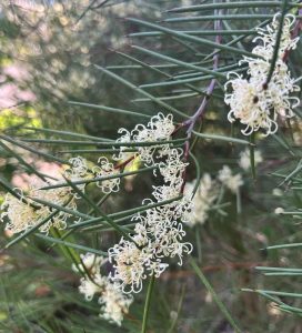 Hakea microcarpa