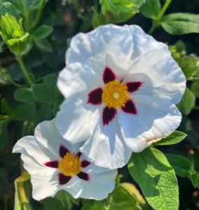 Cistus x ‘Snowfire’
