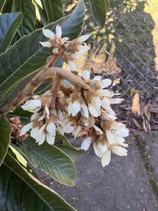 Eriobotrya japonica