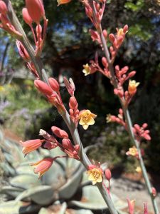 Hesperaloe parviflora