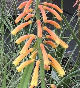 Kniphofia thompsonii var. snowdenii
