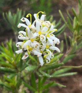 Lomatia polymorpha
