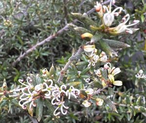 Grevillea australis var. prostrate