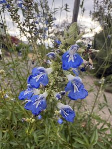 Salvia uliginosa