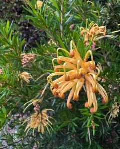 Grevillea x ‘The Precious’