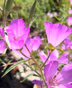 Clarkia amoena ssp. lindleyi