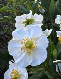 Carpenteria californica ‘Elizabeth’