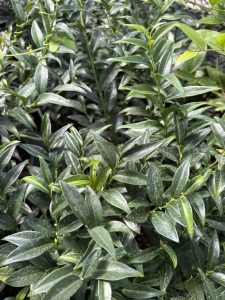 Sarcococca ruscifolia var. chinensis ‘Dragon’s Gate’