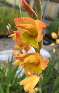Gladiolus x dalenii ‘Boone’