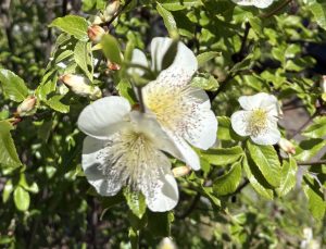 Eucryphia glutinosa