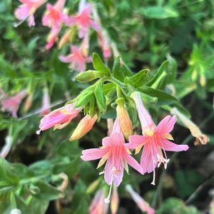 Epilobium (Zauschneria) cana ‘ Peach Surprise’