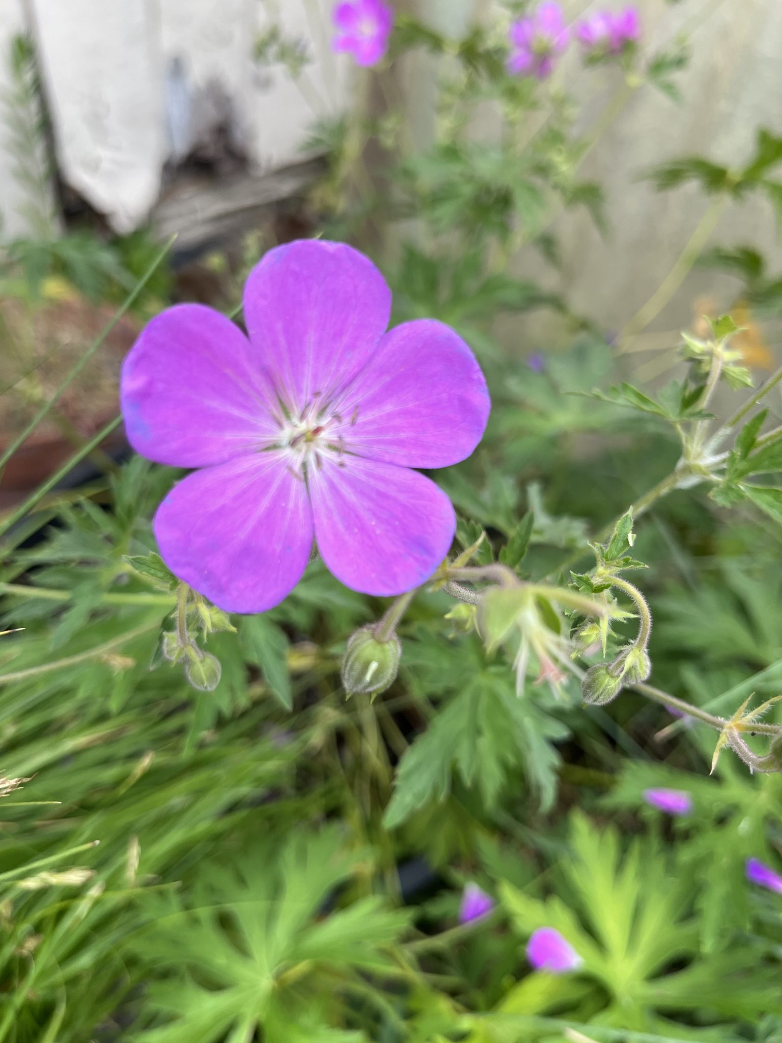 Oregon Native Geranium Geranium oreganum - Xera Plants
