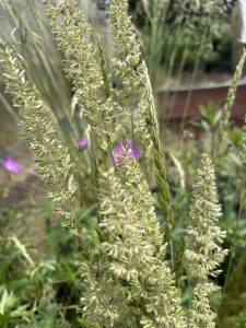 Koeleria macrantha