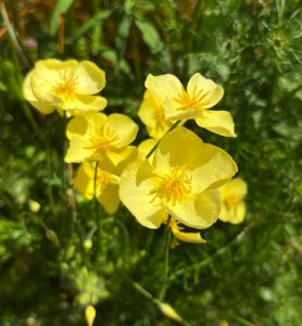 Eschscholzia caespitosa
