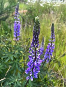 Lupinus rivularis