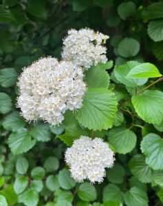 Viburnum ellipticum