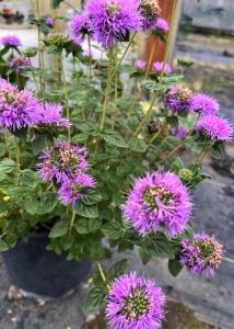 Monardella villosa ‘Russian River’