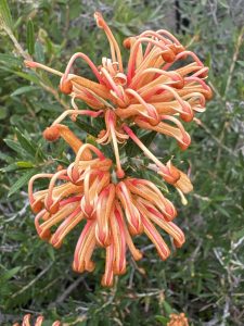 Grevillea x Xera Peach™