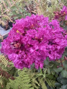 Lagerstroemia indica ‘Velma’s Royal Delight’
