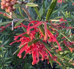 Grevillea x Foxy Red™