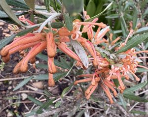 Grevillea x Citrus Sparklepie™