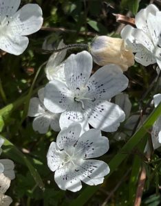 Nemophila menziesii var. atomaria
