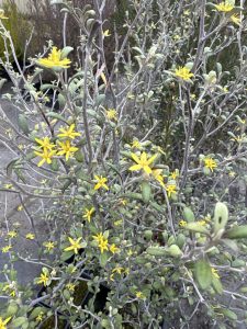 Corokia x virgata ‘Mangitangi’