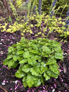 Mitella (Pectiantia) ovalis