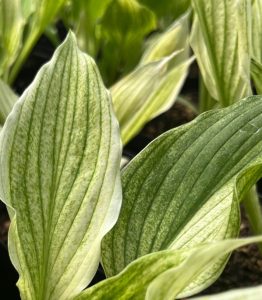 Hosta ‘White Feathers’