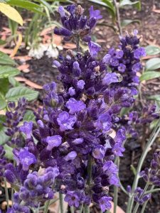 Lavandula angustifolia ‘Hidcote’