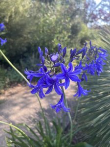 Agapanthus ‘Blue Velvet’
