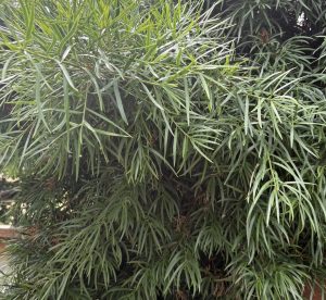 Podocarpus salignus