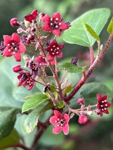 Ribes viburnifolium