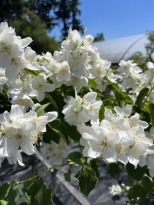 Philadelphus lewisii ‘Cumulonimbus’